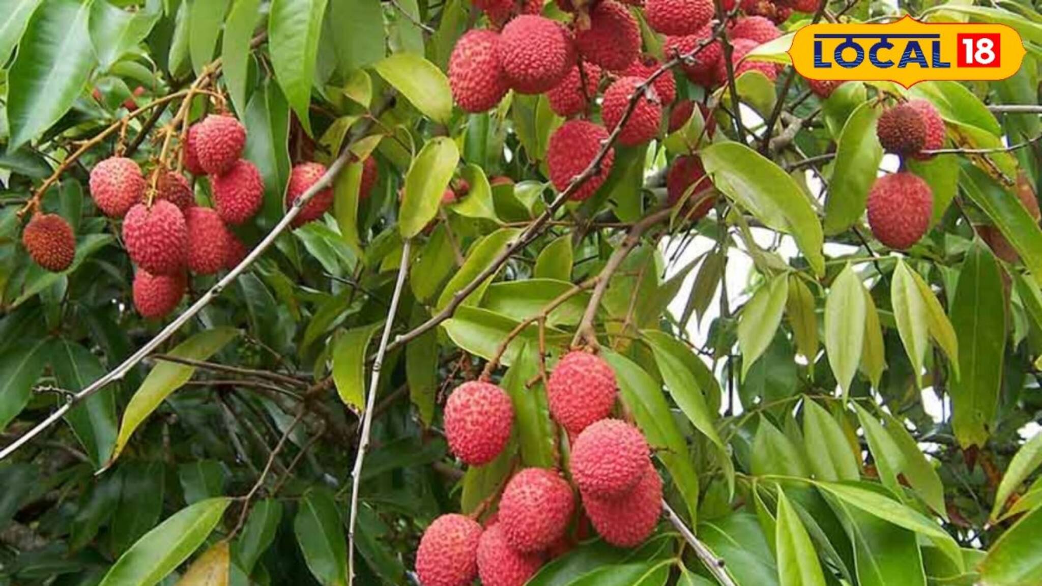 মুকুল আসতে শুরু করেছে লিচু গাছে! এ সময় মেনে চলুন এই টিপস! ফলে ভরবে গাছ