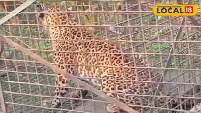 লেপার্ড