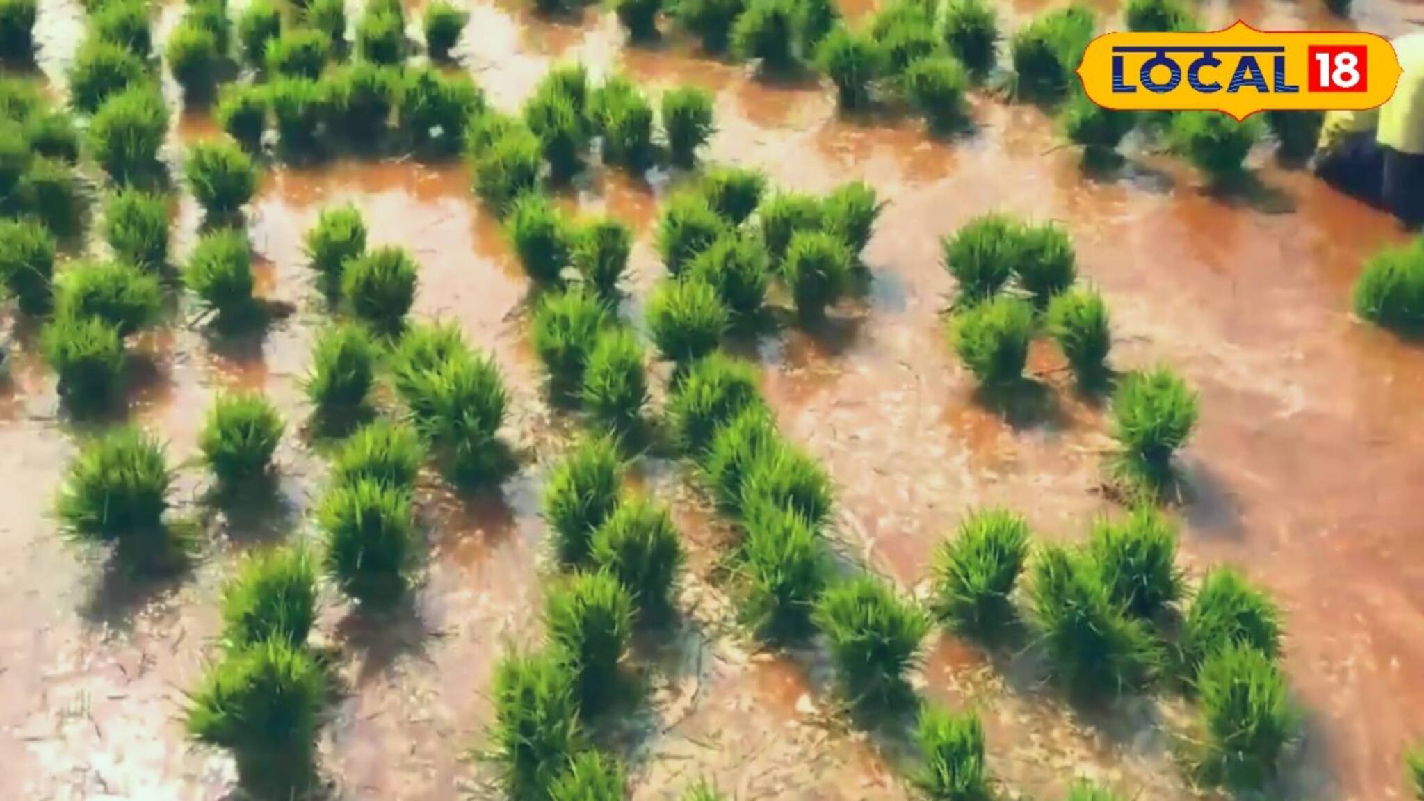 আবহাওয়ার খামখেয়ালিপনায় আমন চাষ করুন এই পদ্ধতি মেনে! জানুন কৃষিবিজ্ঞানীর মত