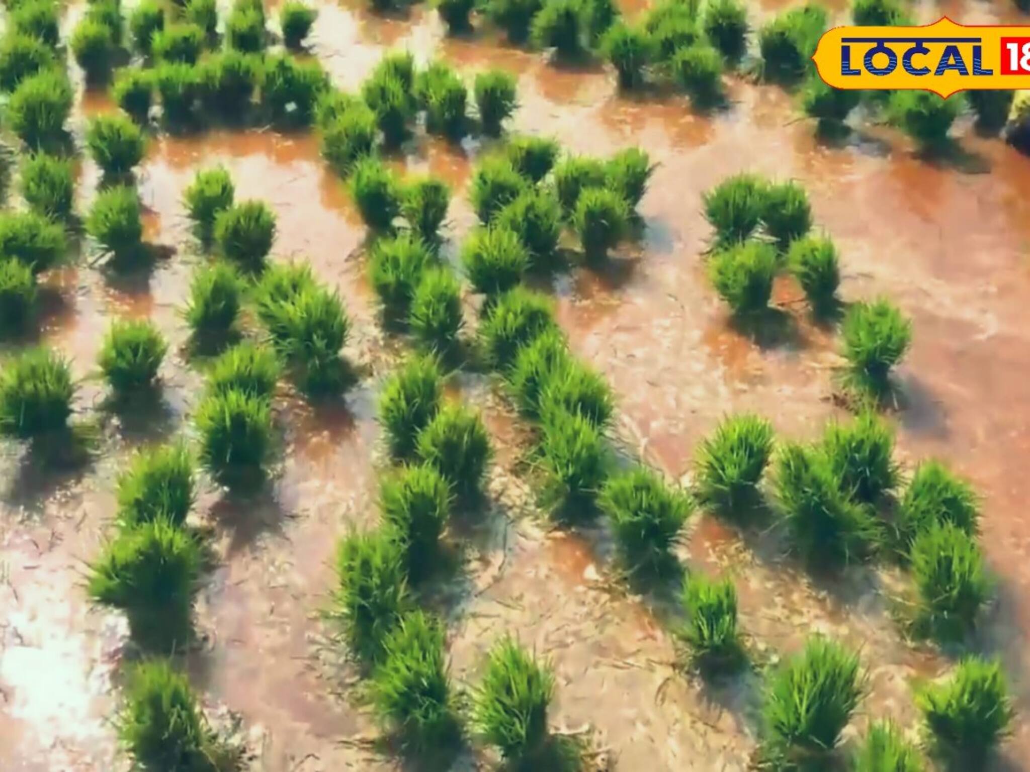 আবহাওয়ার খামখেয়ালিপনায় আমন চাষ করুন এই পদ্ধতি মেনে! জানুন কৃষিবিজ্ঞানীর মত