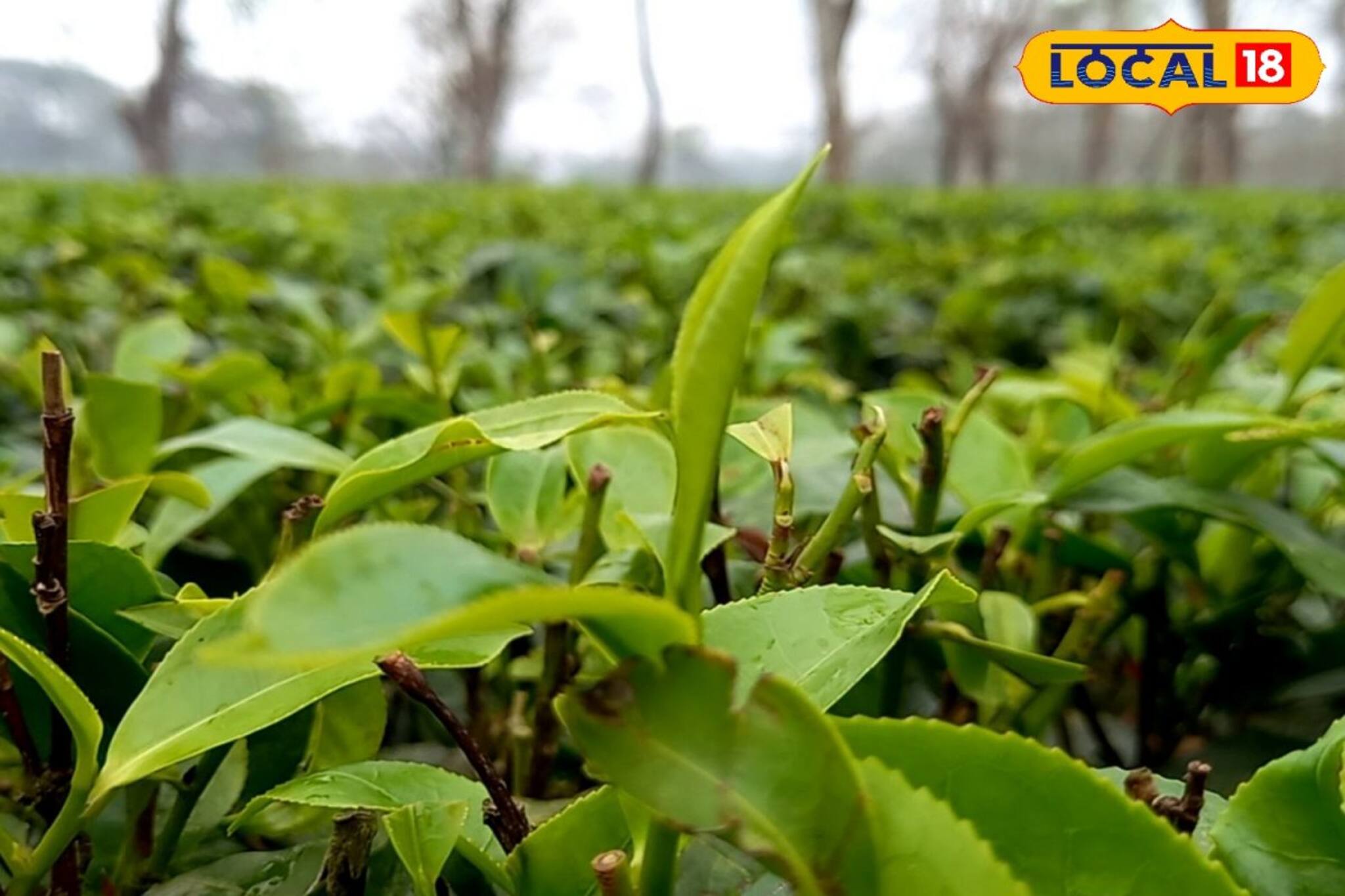 বৃষ্টিতে ভিজল চা গাছের পাতা! সেকেন্ড ফ্ল্যাশের আনন্দে বাগানে বাগানে মিষ্টি মুখ