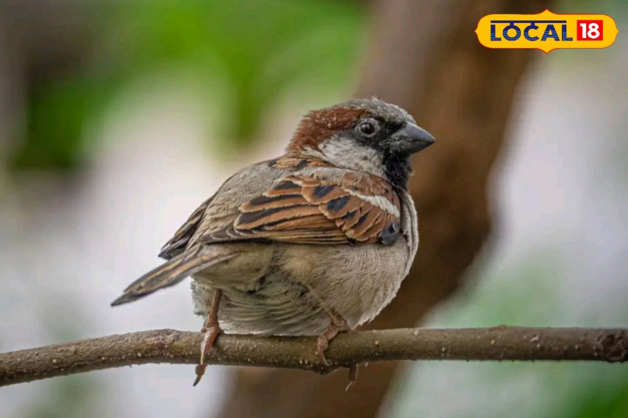আপনার বাড়ির জানলায় রোজ এসে কিচমিচ করে আজ ওর দিন! বিশ্ব চড়ুই দিবসে জানুন অনেক