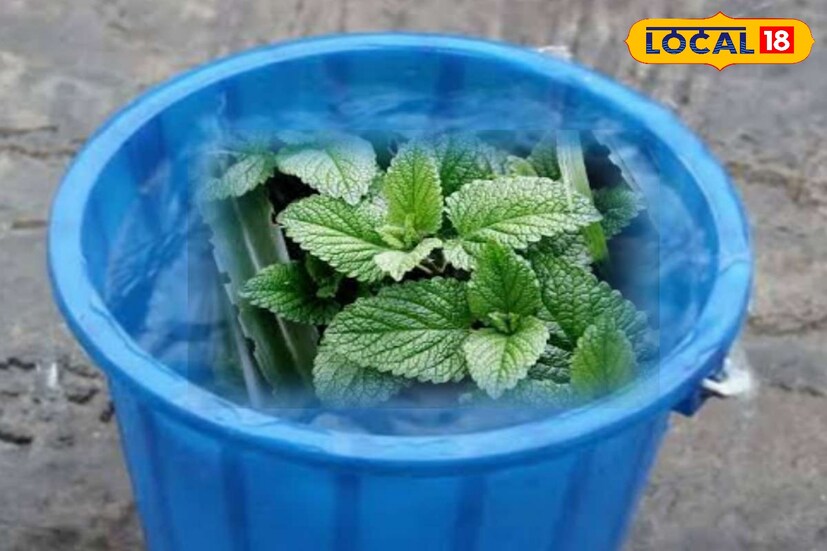 *বুধবার এক বালতি জলে পুদিনা পাতা অথবা দু-তিনটে ছোট এলাচ জলে মিশিয়ে স্নান করুন। ব্যবসা সমৃদ্ধি হবে এবং আপনার কমিউনেকশন ভাল হবে।