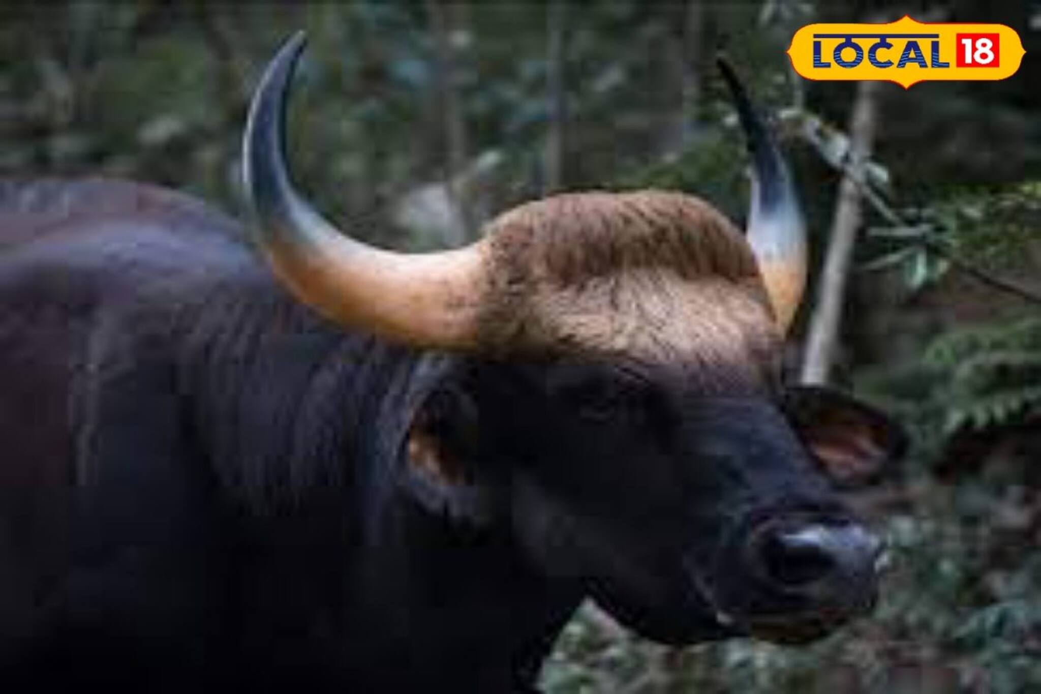 বাইসনের বিষম গুঁতো! ভয়ঙ্কর আহত দুই