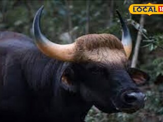 বাইসন