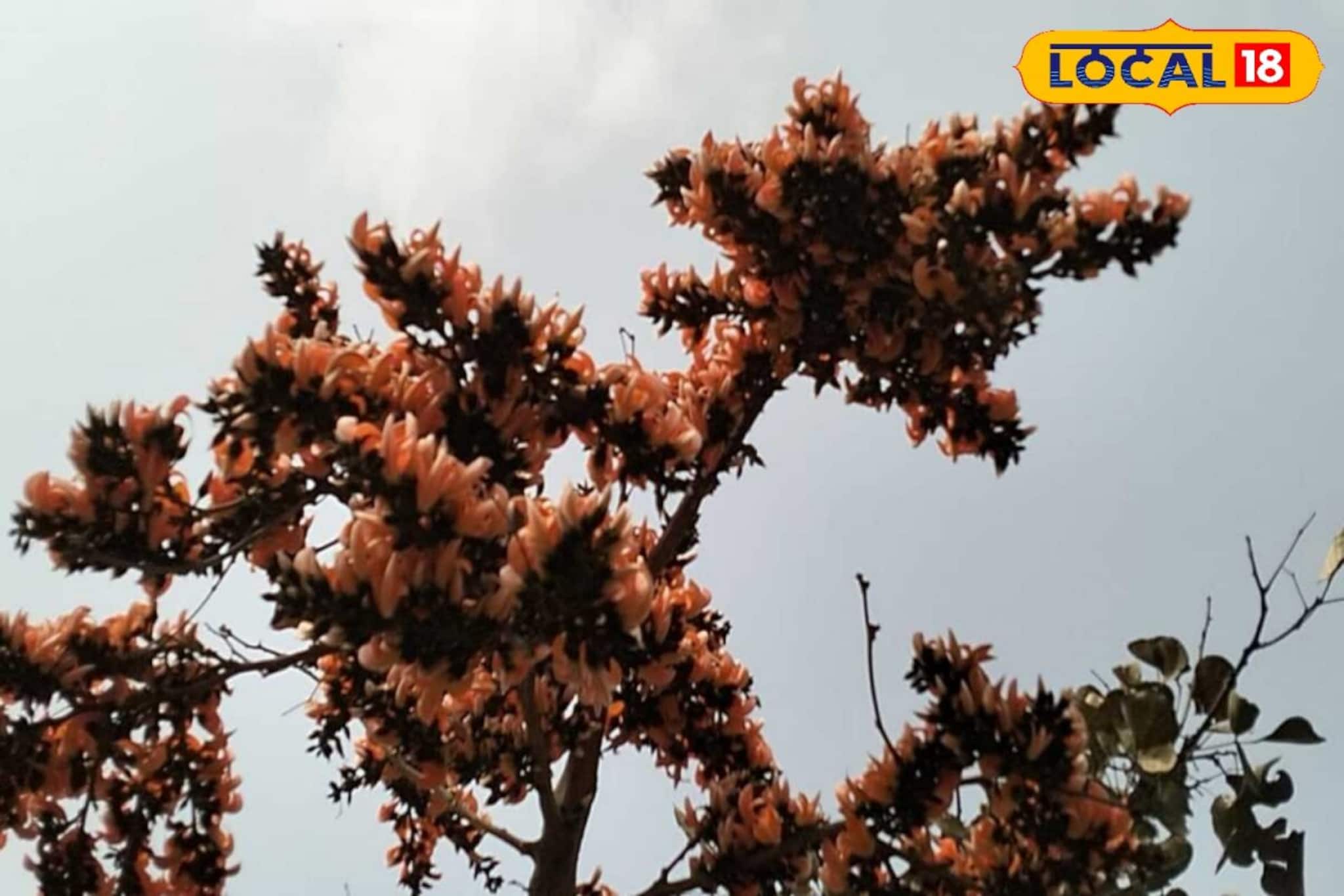 শুশুনিয়া পাহাড়ে বিরাট চমক! গেলেই কিন্তু চোখ আটকে যাবে,কিন্তু পর্যটকেরা কোথায়?