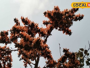 পলাশ 
