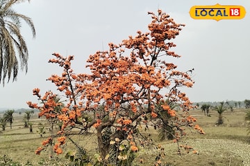 লাল পলাশ দেখতে চান প্রাণ ভরে? বাঁকুড়ার কোথায় যেতে হবে, জেনে নিন লাল পলাশ দেখতে চান প্রাণ ভরে? বাঁকুড়ার কোথায় যেতে হবে, জেনে নিন