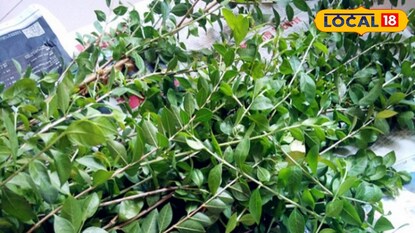 মেহেন্দি পাতা