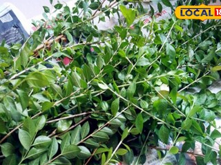 মেহেন্দি পাতা