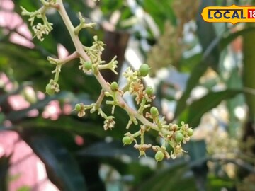 আমের