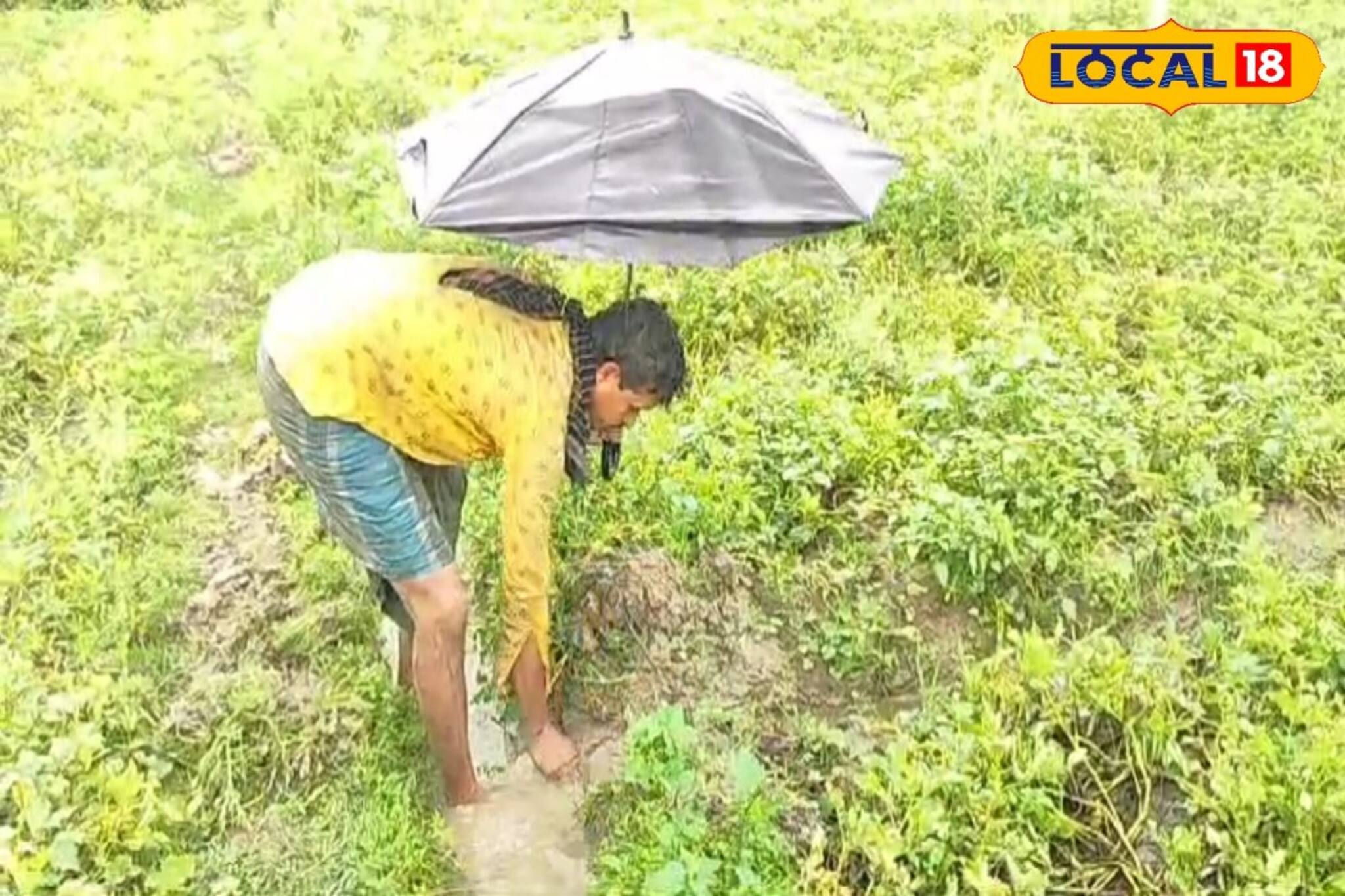 আবহাওয়া পরিবর্তনে নেট দুনিয়ায় কবিতা বিলাস, তাতেই মাথায় হাত আলু চাষিদের