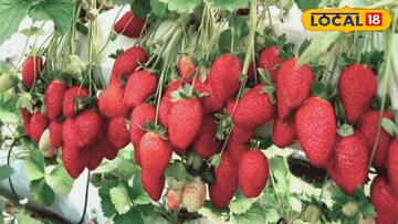 স্টবেরি 