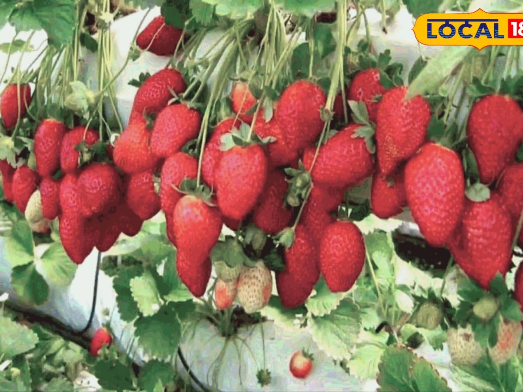 ফল ফল আর ফল.! পাতা দেখা যাবে না! বাড়ির স্ট্রবেরি গাছে দিন এই 'দুই' মোক্ষম জিনিস