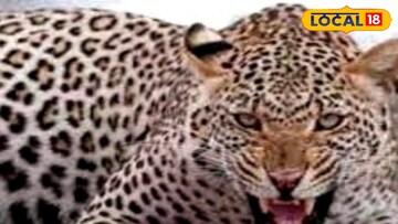 লেপার্ড