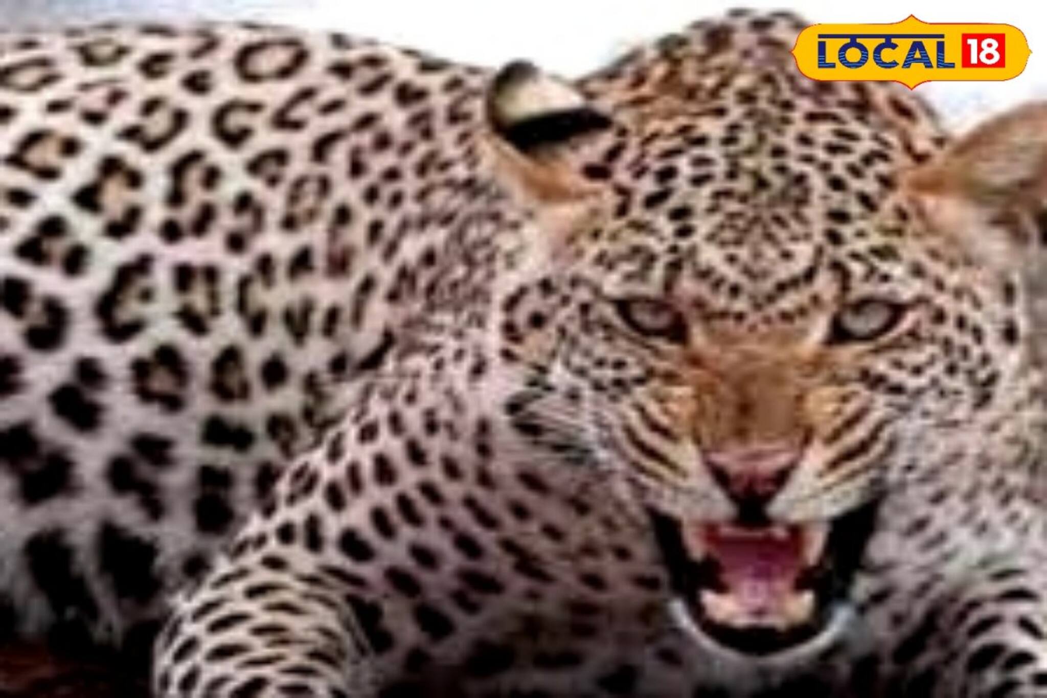 চা বাগানের আনাচে কানাচে ঘুরছে ডোরাকাটা! আতঙ্কে ‌যা সিদ্ধান্ত নিল শ্রমিকরা!