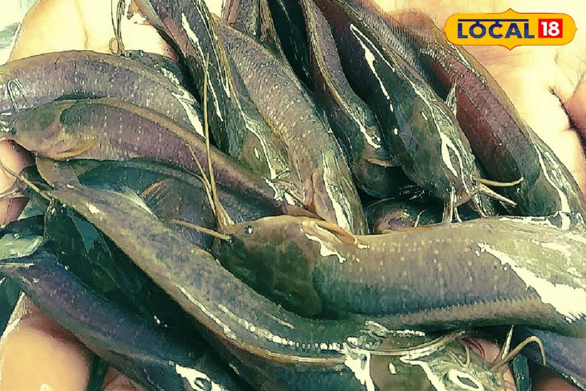 বাজারে দেখলে নাক সিঁটকোন? সব রোগের যম, এই সস্তার মাছ... পুষ্টিগুণে ঠাসা! রক্তাল্