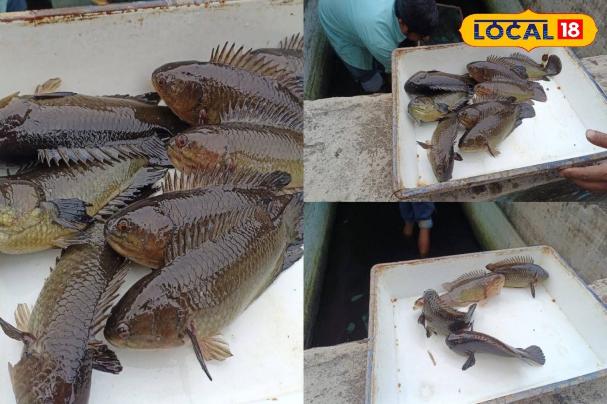 ভেটকি-ইলিশকে দামে টেক্কা দিচ্ছে কই! বাড়ির চৌবাচ্চায় চাষ করে মালামাল হয়ে যান