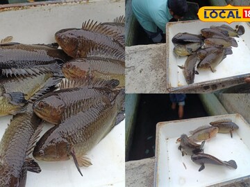 কই