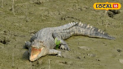 সুন্দরবনের কুমির সুন্দরবনের কুমির
