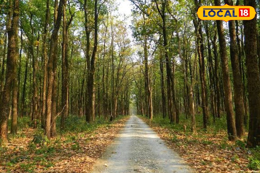 ফাগুনের সবচেয়ে বড় উৎসব দোল বা হোলি। যাকে কেন্দ্র করে শিকার উৎসবে মাতেন জঙ্গল সংলগ্ন এলাকার বিভিন্ন সম্প্রদায়ের মানুষ