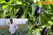 এই বেগুন চাষ করলে বছরে ১২ মাস'ই ফলন পাবেন!