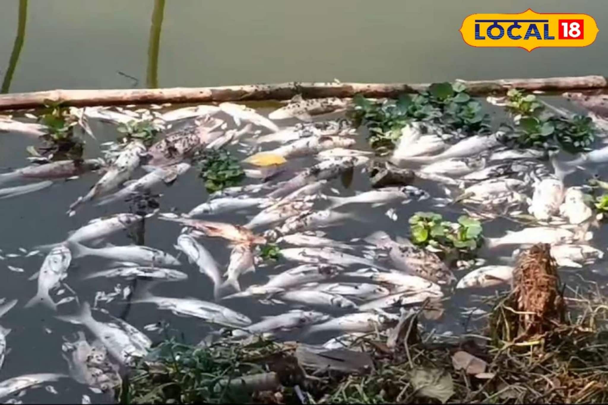 লক্ষ লক্ষ টাকার মাছ মরে ভাসছে, দুর্গন্ধে নাজেহাল বহরমপুরবাসী