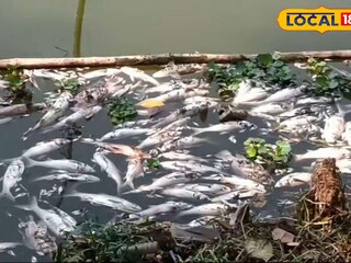মরা মাছ 