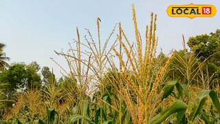 ভুট্টা গাছ