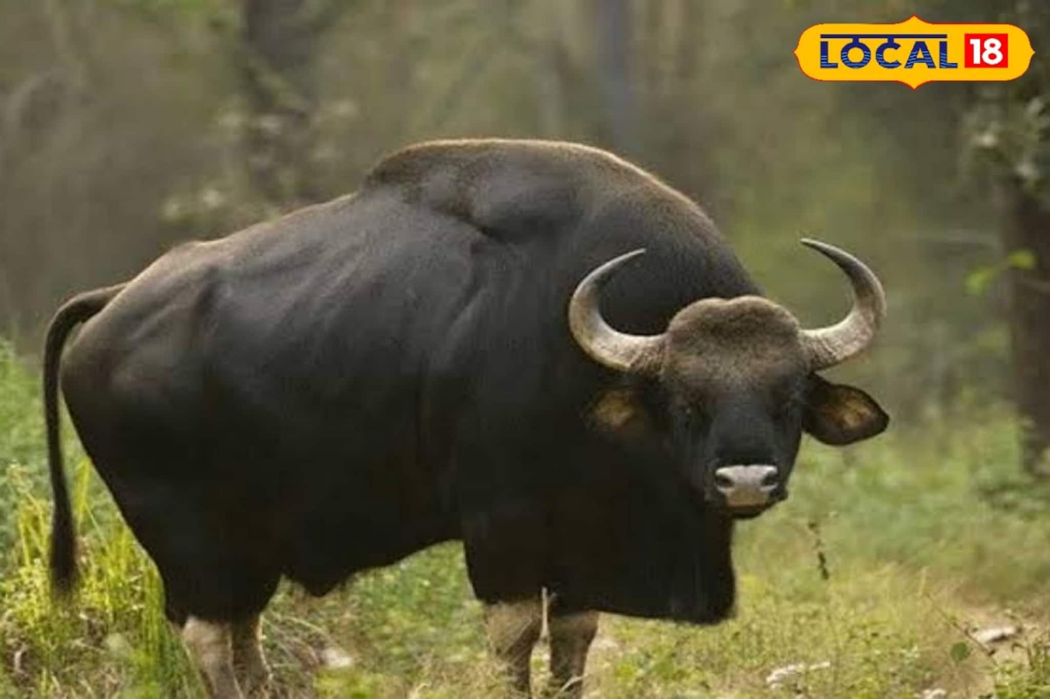 মহিলার পায়ে শিং ঢুকিয়ে দিল বাইসন...