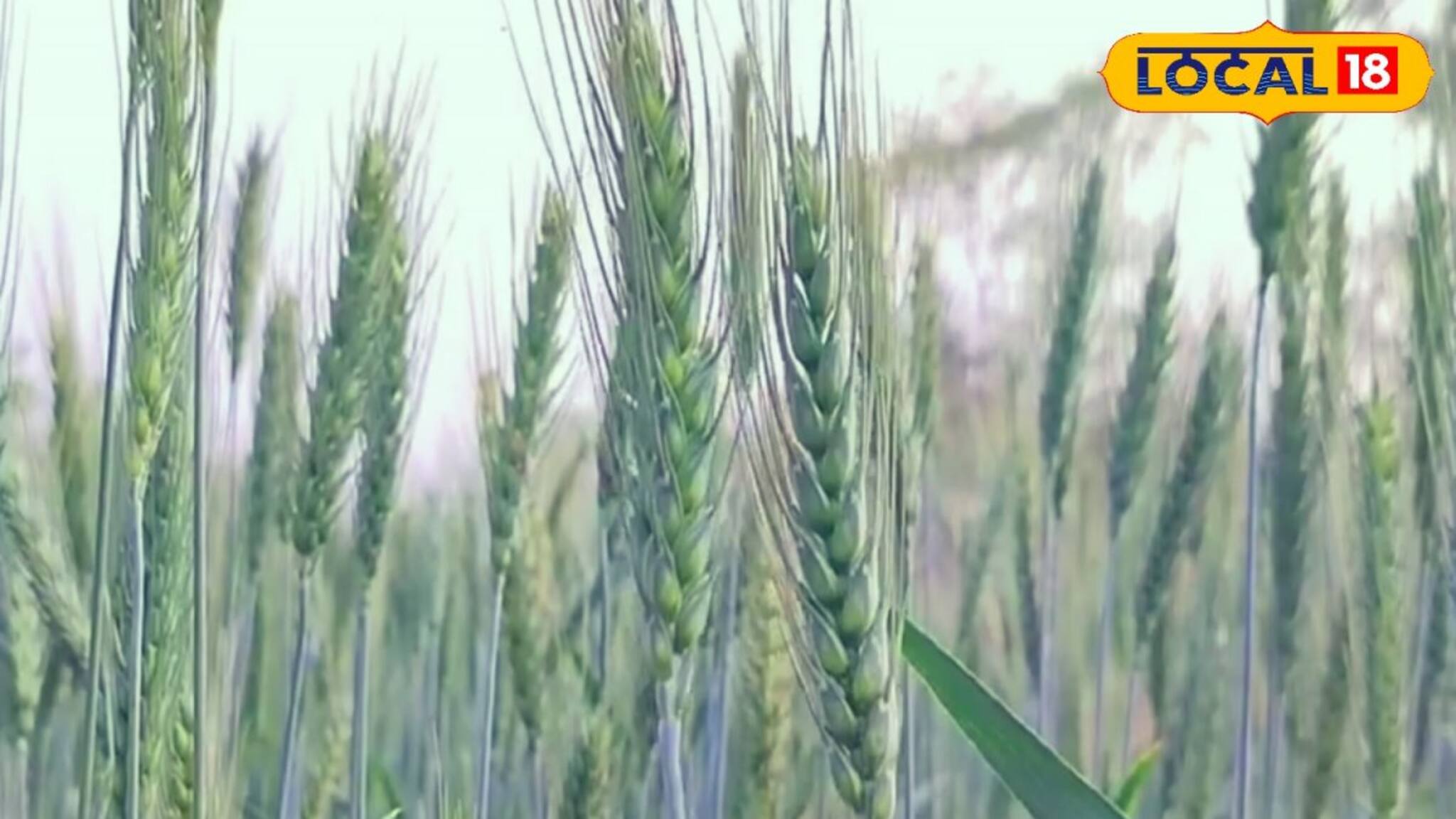 Wheat Cultivation: গমের ভাল ফলন পেতে কী করবেন? র‌ইল কৃষি বিশেষজ্ঞের পরামর্শ