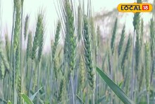 কী করলে গম চাষে ভাল লাভ হবে? ভিডিও'তে রইল সবকিছু