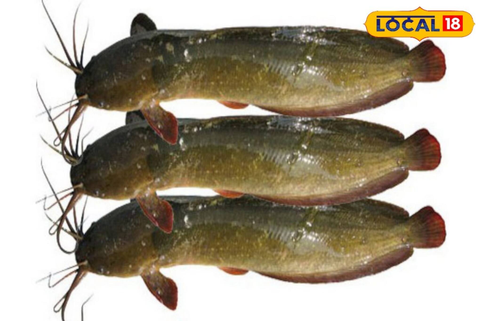 রক্তল্পতায় ভুগছেন? 'এই' মাছ খেলে দূর হবে সব রোগ... ছু-মন্তর হবে বাতও