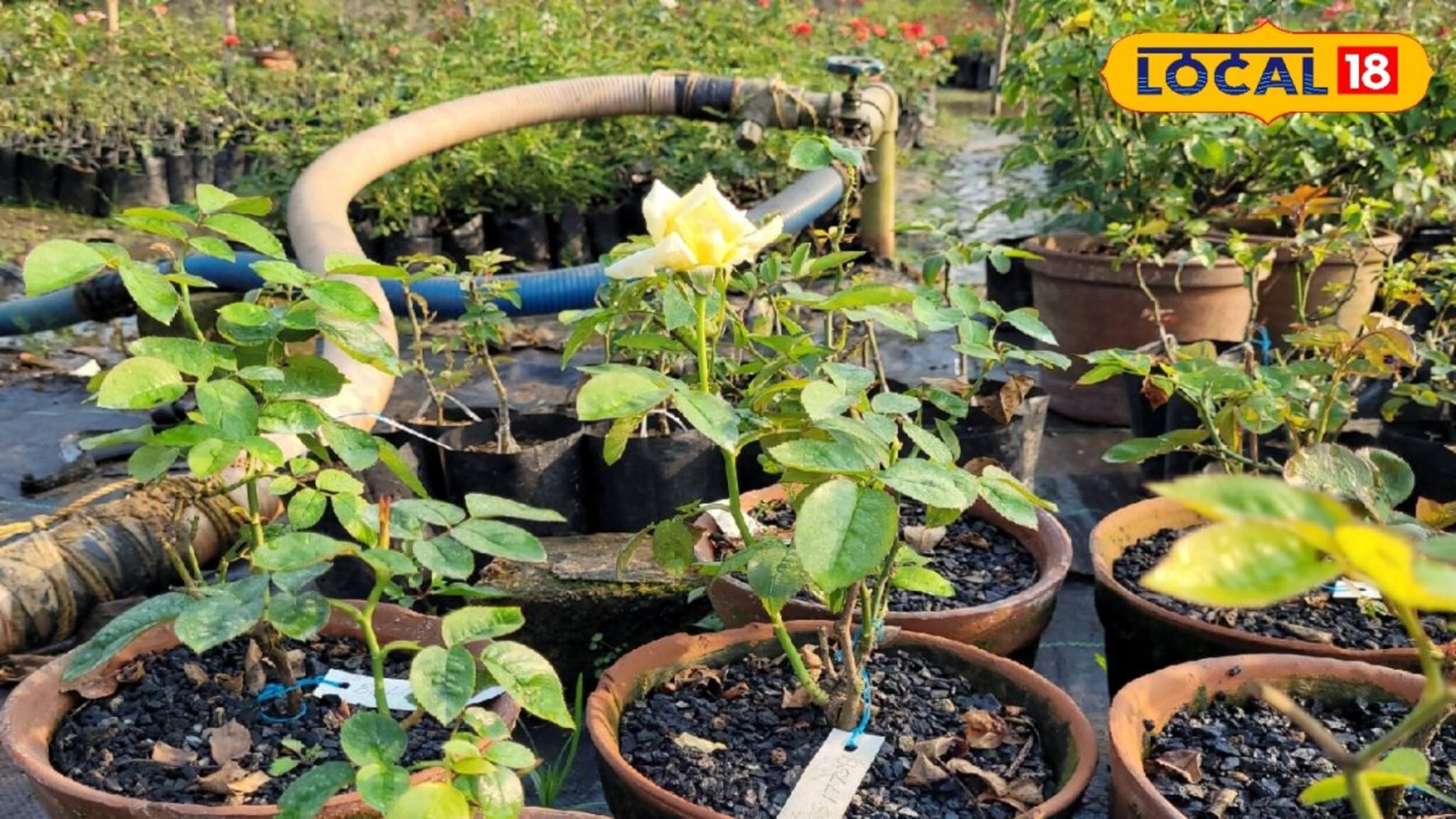 Rose Farming: মাটি ছাড়াই গোলাপের চাষ, সহজে হয়ে যান মালামাল!