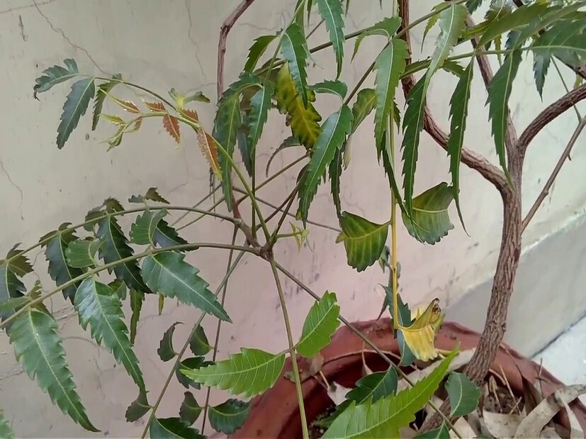 • নিম গাছ মশার প্রাকৃতিক শত্রু। কারণ এর অ্যান্টি-ইনফ্লেমেটরি, অ্যান্টি-ব্যাকটেরিয়াল বৈশিষ্ট্য এবং এর তীব্র গন্ধ যা মশাকে দূরে রাখে, বাড়ির বাগানে নিম গাছ লাগালে আর মশার উৎপাত থাকবে না।