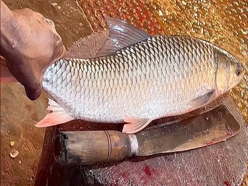 হাড় ও দাঁতের জোর বাড়াতেও এই মাছের ক্যালসিয়াম দারুণ কাজে লাগতে পারে। এই মাছে ব্যাপক মাত্রায় ক্যালসিয়াম রয়েছে। সেই ক্যালসিয়াম হাড়ের গঠন মজবুত করে বলে মনে করেন বিশেষজ্ঞরা। 
