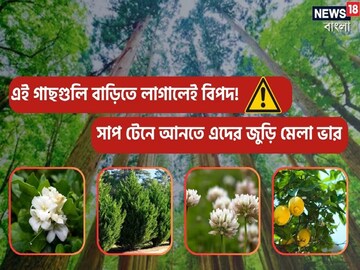 এই ৬ গাছ ভুলেও নিজের বাগানে লাগাবেন না, সাপ টেনে আনতে এদের জুড়ি মেলা ভার!