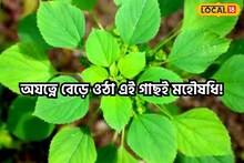 অযত্নে বেড়ে ওঠা এই গাছই মহৌষধি!সারিয়ে তোলে একাধিক রোগ, চিনে নিন মুক্তঝুরি গাছ
