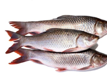 মাছের স্বপ্ন দেখা কি ভাল? লুকিয়ে থাকে হাজারো সঙ্কেত...জানুন সেটা আদৌ শুভ না অশুভ মাছের স্বপ্ন দেখা কি ভাল? লুকিয়ে থাকে হাজারো সঙ্কেত...জানুন সেটা আদৌ শুভ না অশুভ