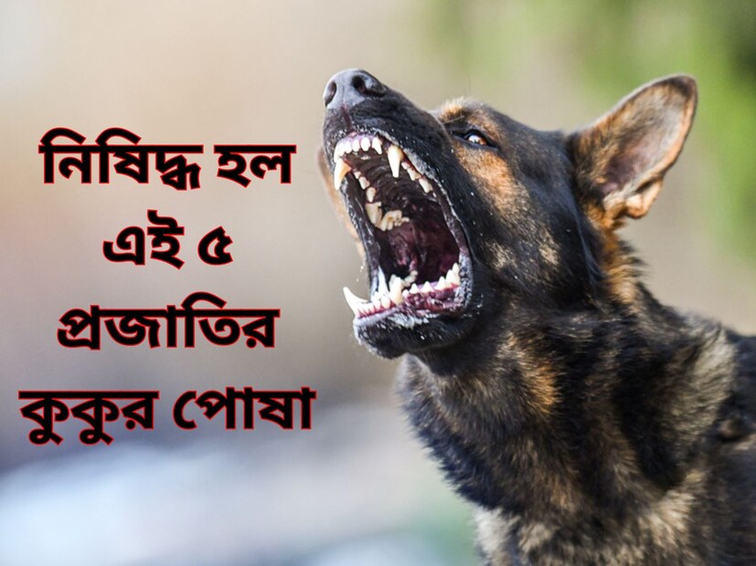 শুধু ওই লখনউয়ের ঘটনাই নয়, ভারতের নানা প্রান্তে বারবার সামনে এসেছে এমন নৃশংস ঘটনা৷ সেই কারণে ভারতের কেন্দ্রীয় সরকার সিদ্ধান্ত নিয়েছে, ভয়ঙ্কর এবং আক্রমণাত্মক স্বভাবের কারণে ২৩টি প্রজাতির বিদেশি কুকুরের পালন, প্রজনন এবং বিক্রয় নিষিদ্ধ করার জন্য। প্রতিটি রাজ্যকে এই মর্মে নির্দেশিকাও পাঠানো হয়েছে৷ আসুন দেখে নেওয়া যাক এমন ৫টি প্রজাতির কুকুর যার পালন, প্রজনন এবং বিক্রয় নিষিদ্ধ করা হয়েছে৷ 