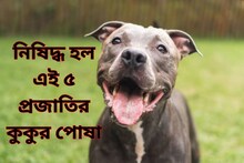 এই ৫ প্রজাতির কুকুর পোষা এ দেশে নিষিদ্ধ করল ভারত সরকার, কেন?...কারণ কী?