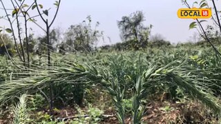 ২ কেজি বীজ থেকে ১২০ কুইন্টাল শস্য! এই ফসল চাষ করেই লাভের মুখ দেখছেন মহারাষ্ট্রের কৃষকরা ২ কেজি বীজ থেকে ১২০ কুইন্টাল শস্য! এই ফসল চাষ করেই লাভের মুখ দেখছেন মহারাষ্ট্রের কৃষকরা