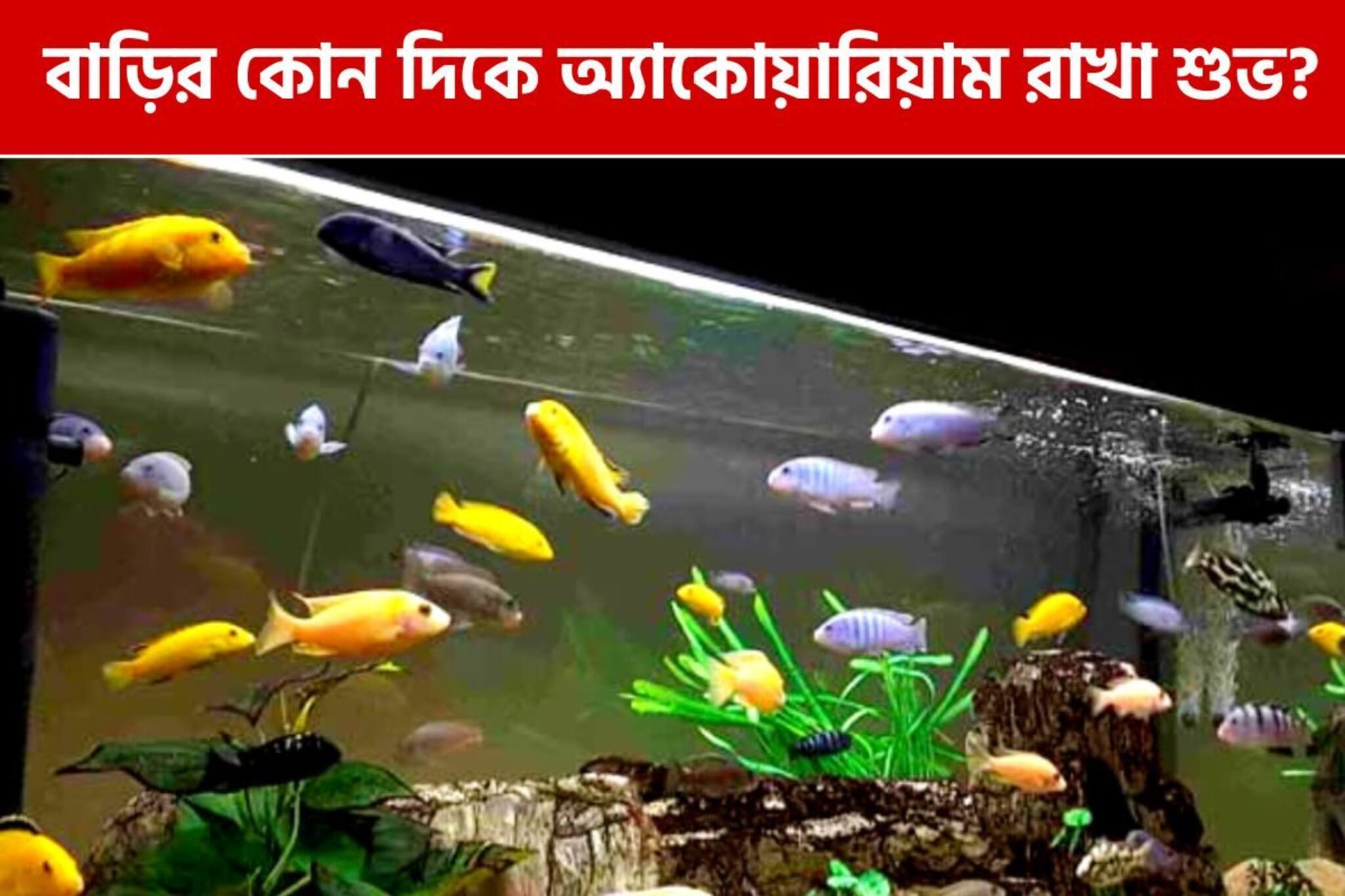বাস্তু নিয়ম মেনে বাড়ির 'এই' দিকে রাখুন অ্যাকোয়ারিয়াম! উপচে পড়বে অর্থ ও সৌভাগ্য