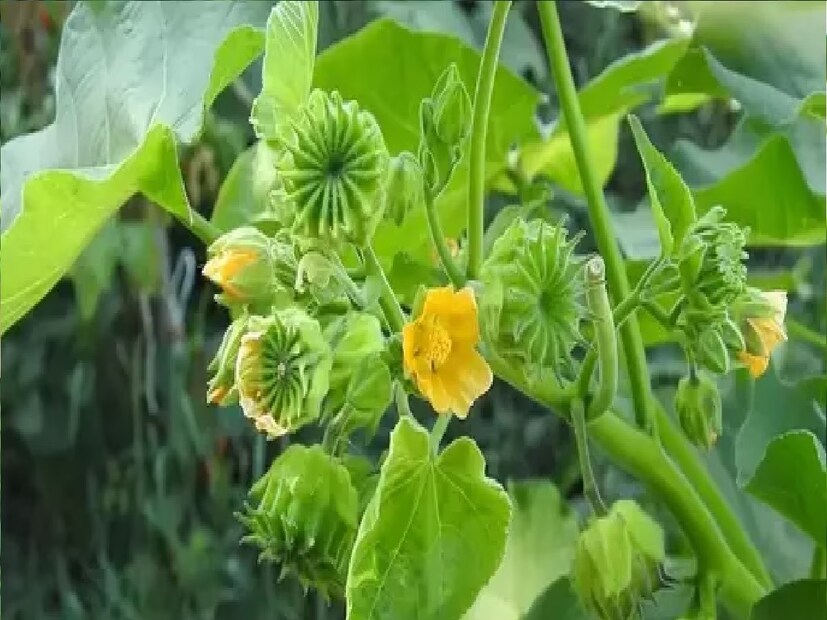 *এই গাছটি আয়ুর্বেদে হাজার বছর ধরে বহু ধরনের ওষুধ তৈরিতে ব্যবহৃত হয়ে আসছে। অতিবলা গাছের পাতা, ফুল এবং বীজে বিভিন্ন ধরনের স্বাস্থ্যকর গুণাবলী উপস্থিত রয়েছে। তাই এটি ঘরোয়া প্রতিকার হিসেবেও ব্যবহৃত হয়। আজকাল বাজারে অতিবলা পাতার গুঁড়োও পাওয়া যায়। সংগৃহীত ছবি।