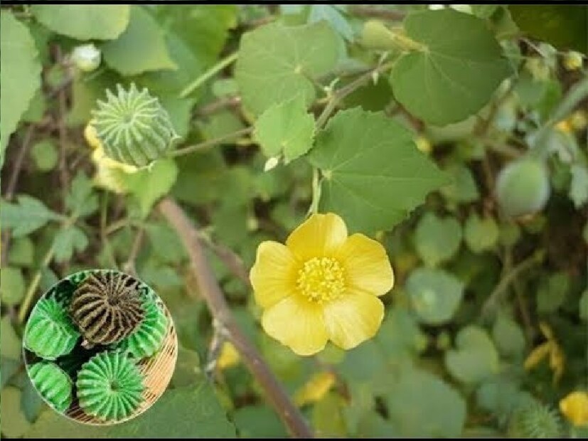 *এই ফল গোলাকার এবং প্রান্তে চিরুনির মতো দাঁত থাকে। তাই অনেক স্থানেই এটিকে চিরুনি গাছও বলা হয়। আয়ুর্বেদে এটি অনেক রোগে সারাতে ব্যবহার করা হয়। সংগৃহীত ছবি। 