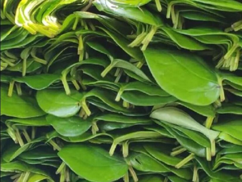 শহুরে জীবনযাপনে বদহজম খুবই সাধারণ একটি সমস্যা। কিছু না খেলেও, কিছু না খেলেও সবসময়ে পেটে অস্বস্তি অথবা গা বমি বমি করে কিন্তু এর কারণ কী? পাকস্থলীর অ্যাসিড অন্ননালীতে ফিরে গেলে বদহজম হয়। পেট ফুলে থাকে ব্লোটিংয়ে এবং জ্বালাও বাড়ে।