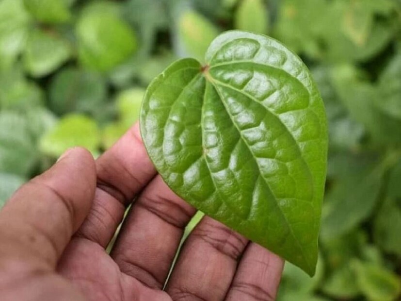 প্রস্রাবের সমস্যা হলে পানের পাতা পিষে এর রস বের করে অল্প পাতলা দুধের সঙ্গে মিশিয়ে খেলে শরীরে জলের অভাব দূর হয়। এতে করে প্রস্রাবের সমস্যায় ভুগছেন এমন ব্যক্তিরা অনেকটাই উপশম পাবেন। পান পাতা একটি ভাল মূত্রবর্ধক হিসাবে বিবেচিত হয়।
