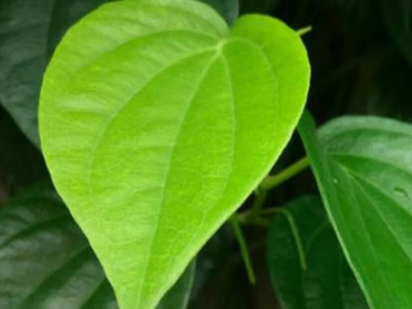 এটি একটি পুরনো প্রথা তবে কার্যকর। পানের রস যৌন শক্তি বৃদ্ধি করে। আগেকার দিনে নববিবাহিতরা বেশি বেশি পান খেতেন। কিংবা বিয়ের রাতে নব দম্পতিকে পান দেওয়া হত এই কারণেই।