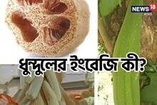 Knowledge Story: ধুন্দুলের আসল ইংরেজি কী বলুন তো? উত্তর অজানা ৯০ শতাংশের