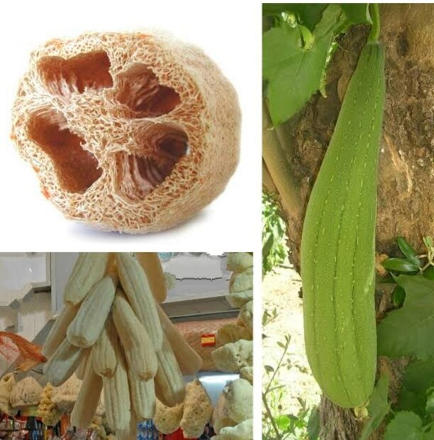 ধুন্দুল একটি সুস্বাদু সবজি। কাঁচা ফল সবজি হিসাবে ব্যবহার হয়। শুকনো ধুন্দুল গা ঘঘসার জন্য এবং রান্না ঘরে বাসন-বেসিন পরিস্কার করার কাজেব্যবহার করা হয়।